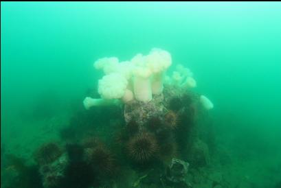 anemones and urchins on boulder