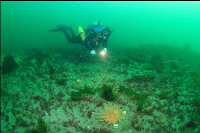 crimson anemone on flat bottom