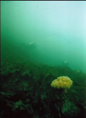 PLUMOSE ANEMONE AND DIVERS