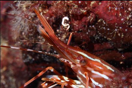 prawn