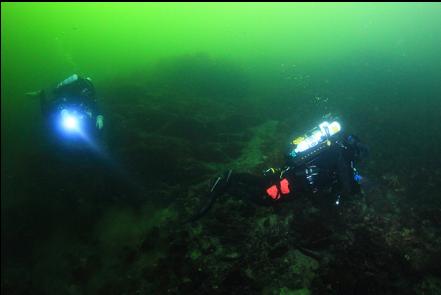 swimming along the reef