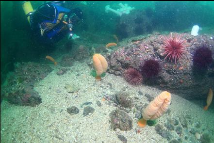 sea pens 