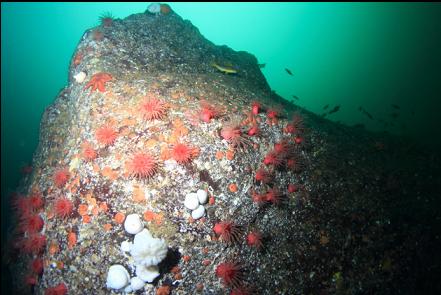 crimson anemones