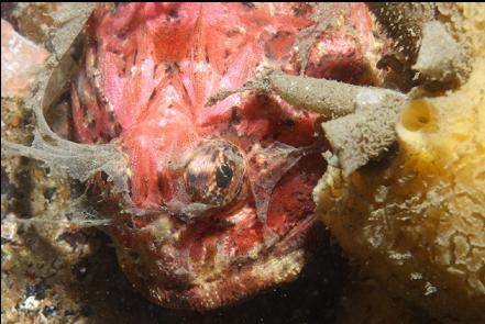 buffalo sculpin