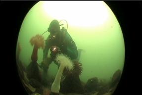 ME AND ANEMONES