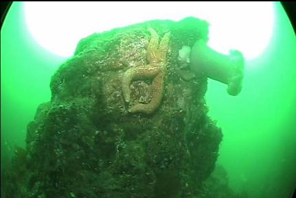 SEA STAR AND ANEMONE ON BOULDER