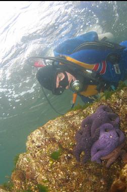 OCHRE STARS NEAR SURFACE