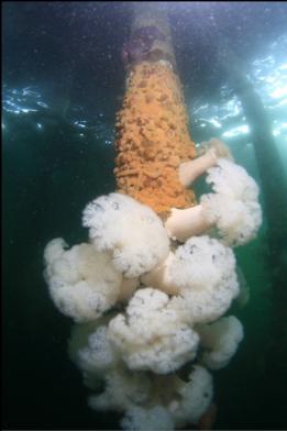 plumose anemones and tunicate colony