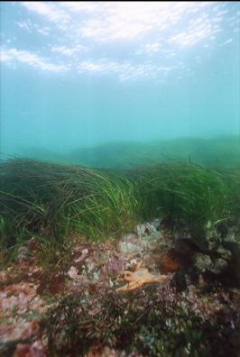 EEL GRASS