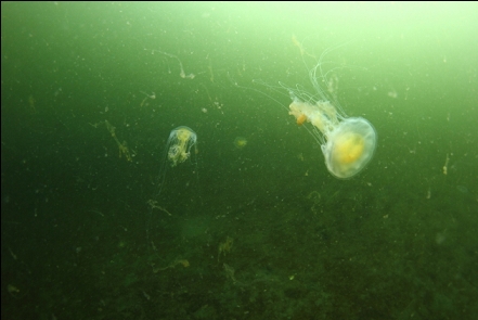 jellyfish and plankton
