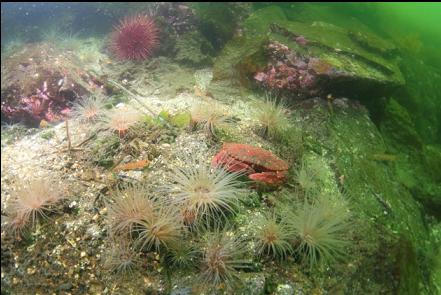 red rock crab and tube-dwelling anemones