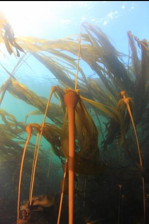 bull kelp