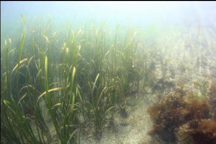 eelgrass in the bay