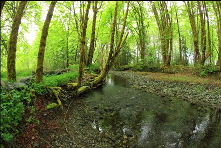 stream and trail