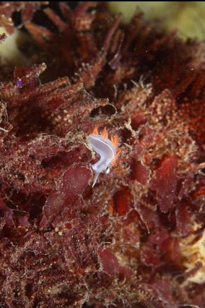 nudibranch