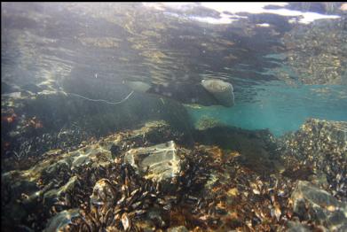 mussels under boat