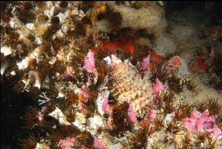 cemented tube worms