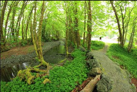 stream and trail