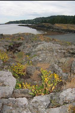 FLOWERS AT THR TIP OF NECK POINT