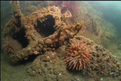 anemone and cement block near shore