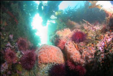 over strawberry anemones