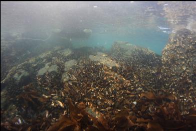 mussels under boat