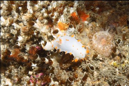 nudibranch on cemented tube worms