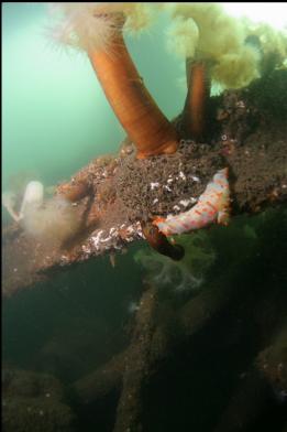 clown nudibranch