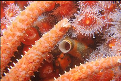 strawberry anemones and small sunflower star