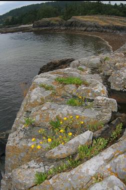 FLOWERS AT POINT