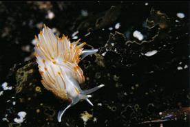 OPALESCENT NUDIBRANCH