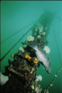 LINGCOD ON MAST