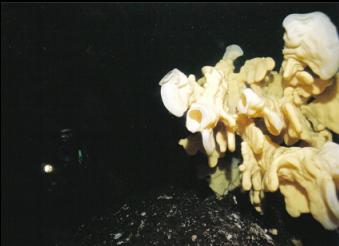 DIVER BEHIND CLOUD SPONGE