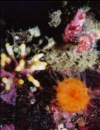 CUP CORAL AND BRYOZOAN