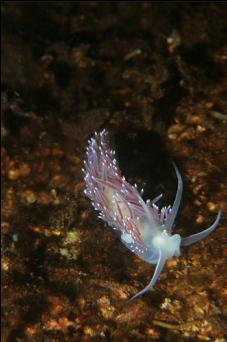 NUDIBRANCH