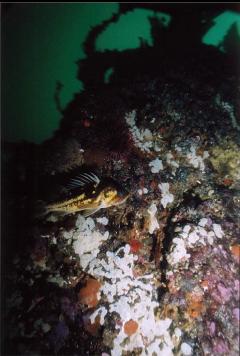 COPPER ROCKFISH ON WALL