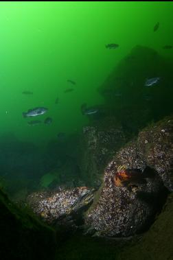 rockfish on ledge