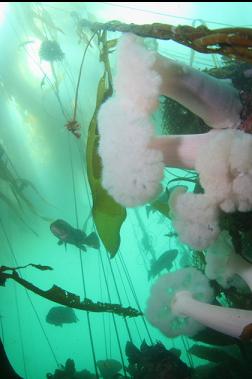 anemones and rockfish in kelp forest