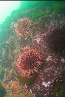 urchins