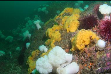 sponge, anemones, etc on reef