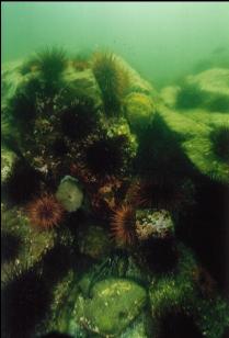 URCHINS ON ROCKS AGAIN