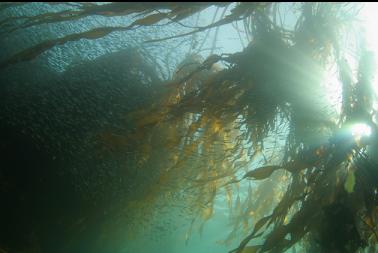 herring in kelp
