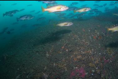 rockfish above wall