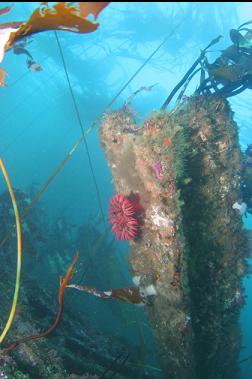 anemone on iron beam