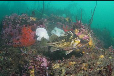 copper rockfish