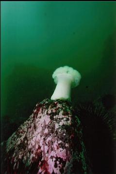 PLUMOSE ANEMONE ON BOULDER