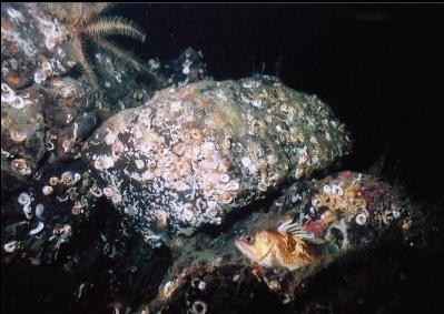 QUILLBACK ROCKFISH AND FEATHER STAR ON WALL