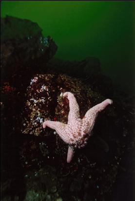 SEA STAR