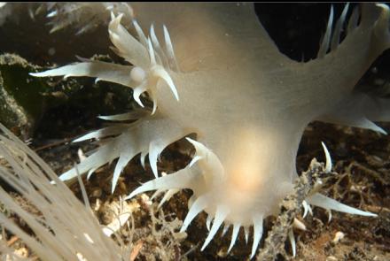 giant nudibranch hunting tube-dwelling anemones