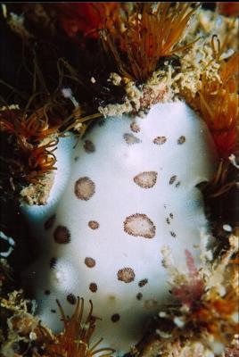 NUDIBRANCH AND CEMENTED TUBEWORMS